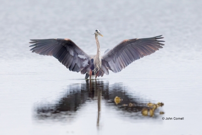 Ardea-herodias;Flying-Bird;Great-Blue-Heron;Heron;Landing;Photography;action;act